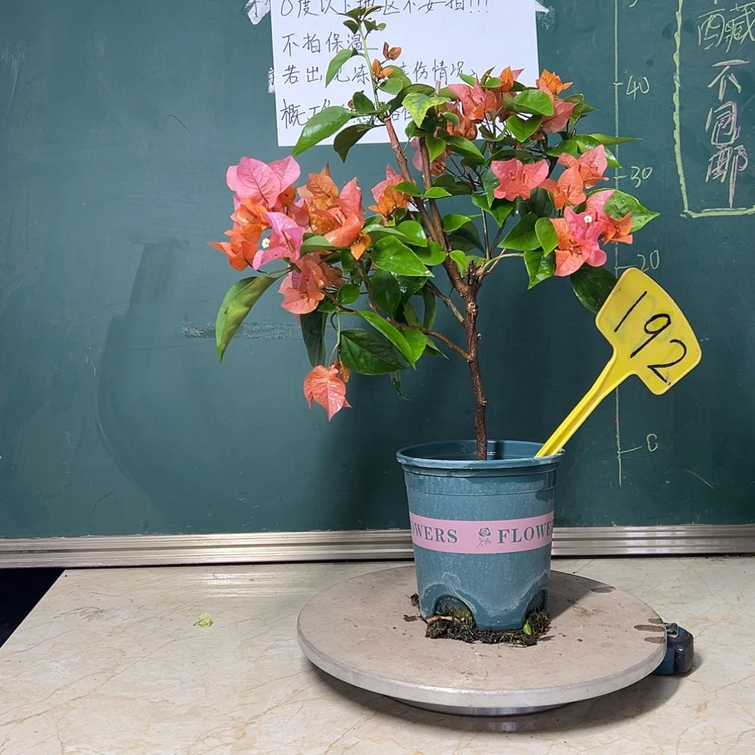 完全开放波伊斯玫瑰 192