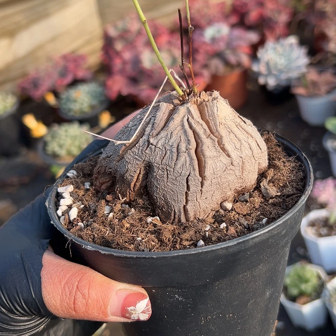 多肉植物龟甲龙单头