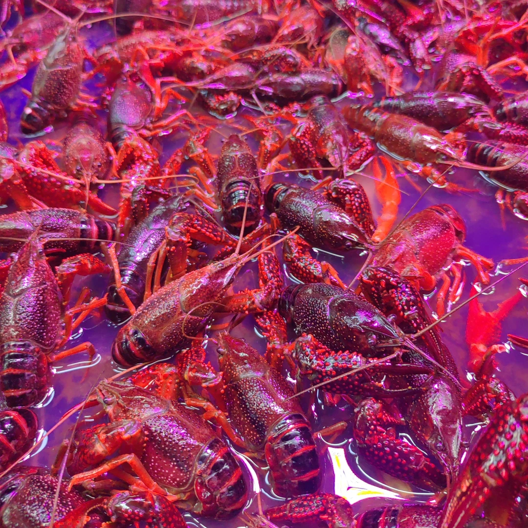 （小时达）6-8钱单只精品小龙虾/份1500g