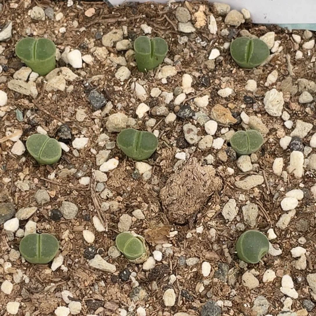 22-94肉锥极窗风铃肉锥