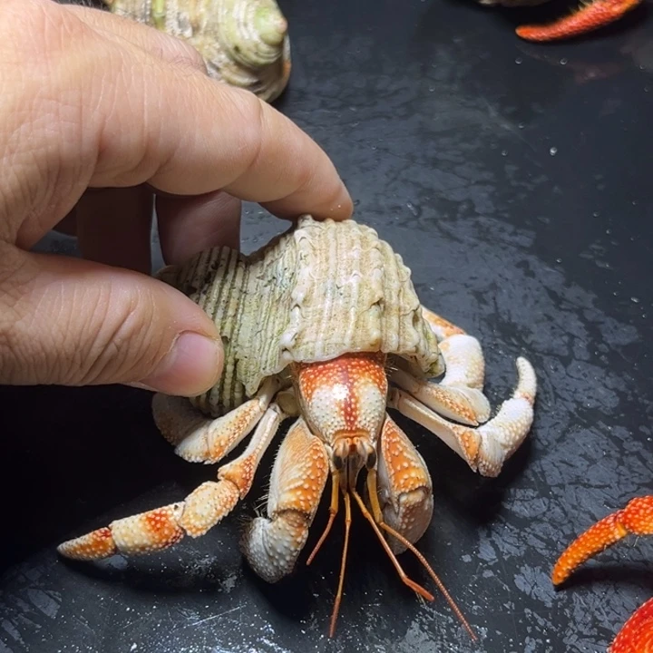 闪13号毛球3.1口径