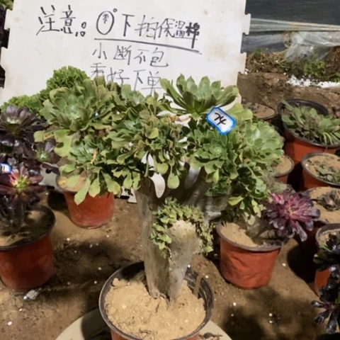 原始绿缀一物一拍