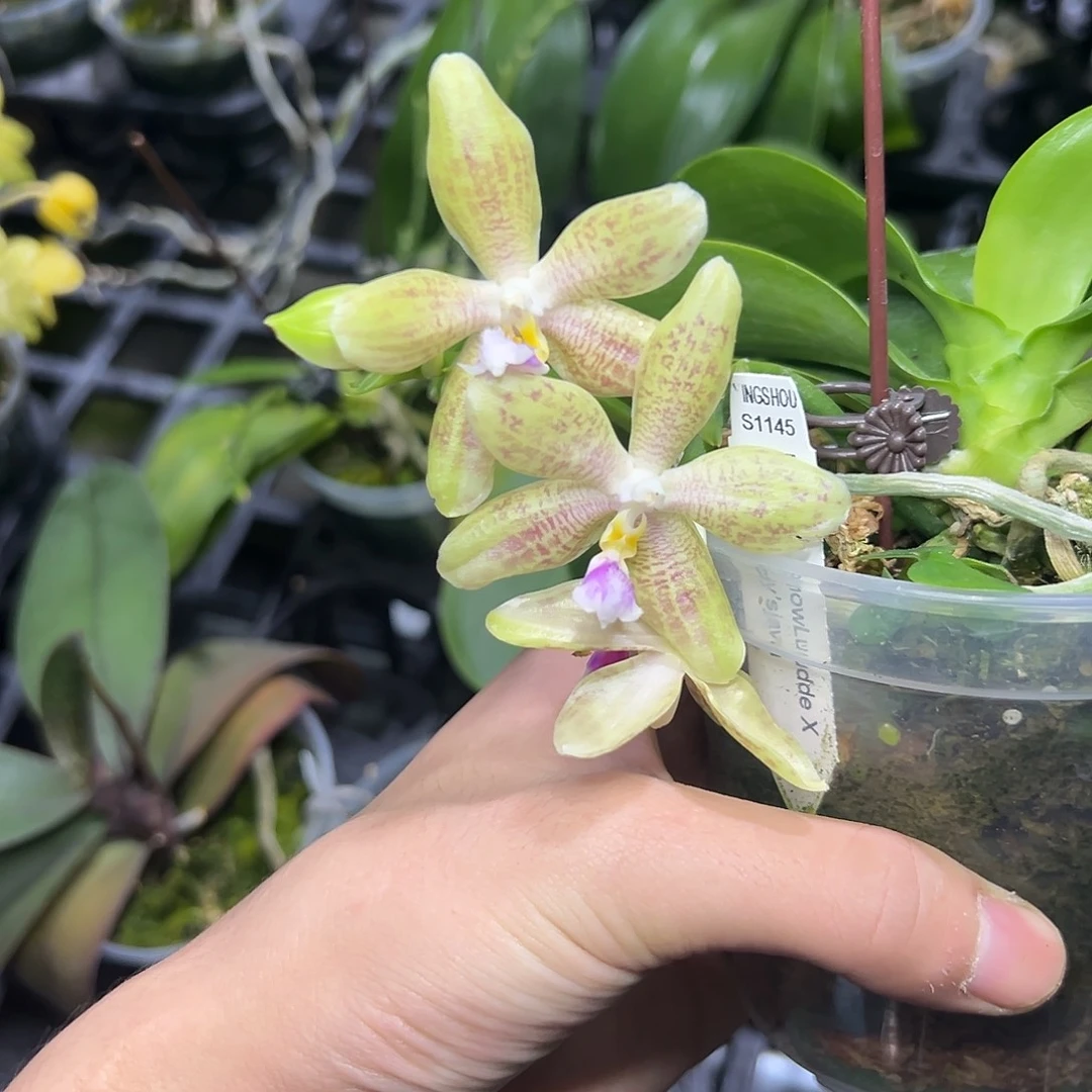 完全开放l561三寸ys1145