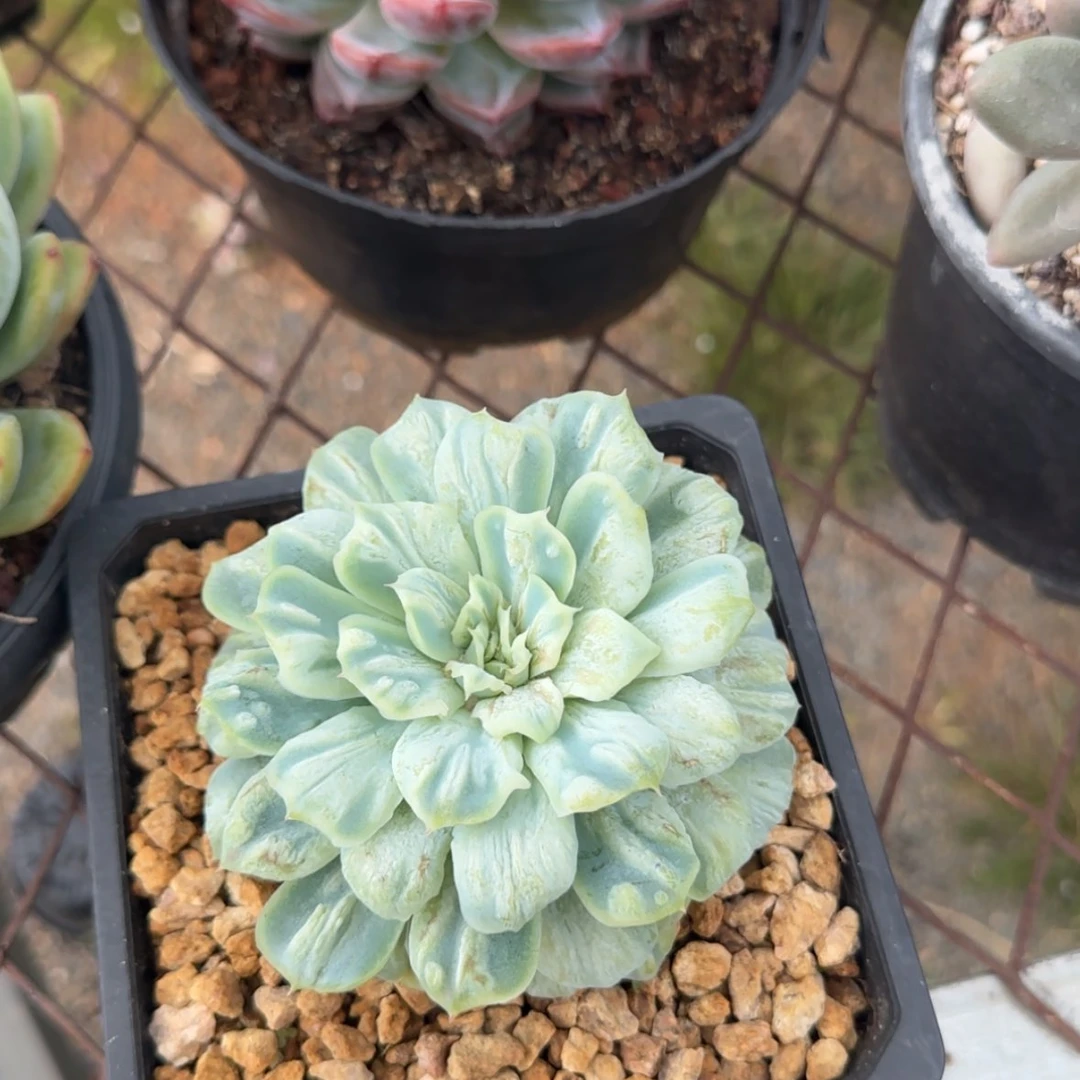 【闪购商品】雪花珍妮28.8