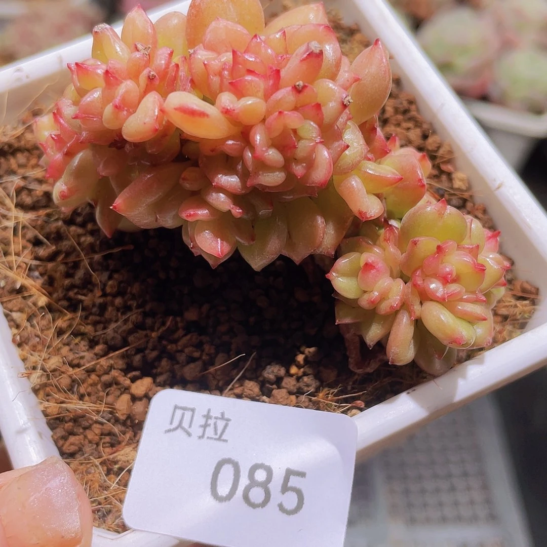 85 精品多肉一物一拍