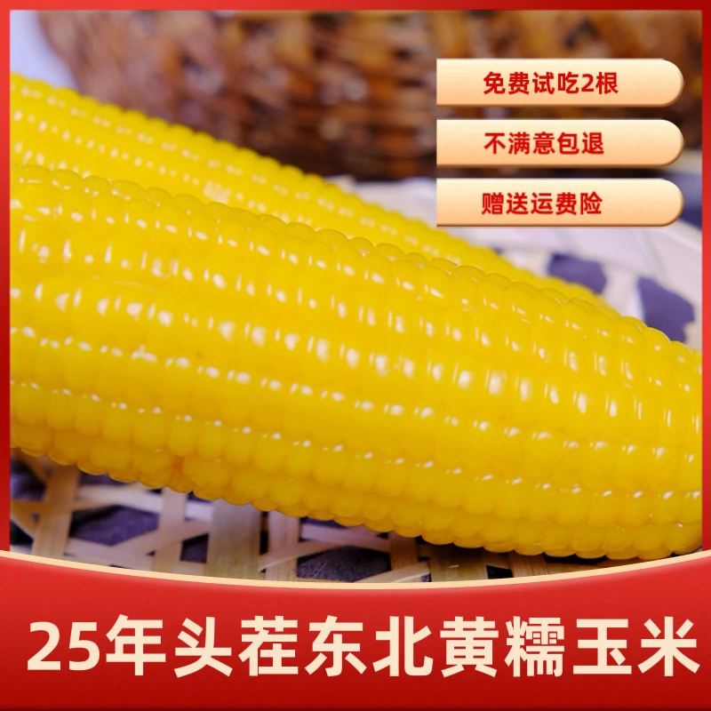 25年头茬东北黄糯玉米260g×10支试吃两支不满意包退