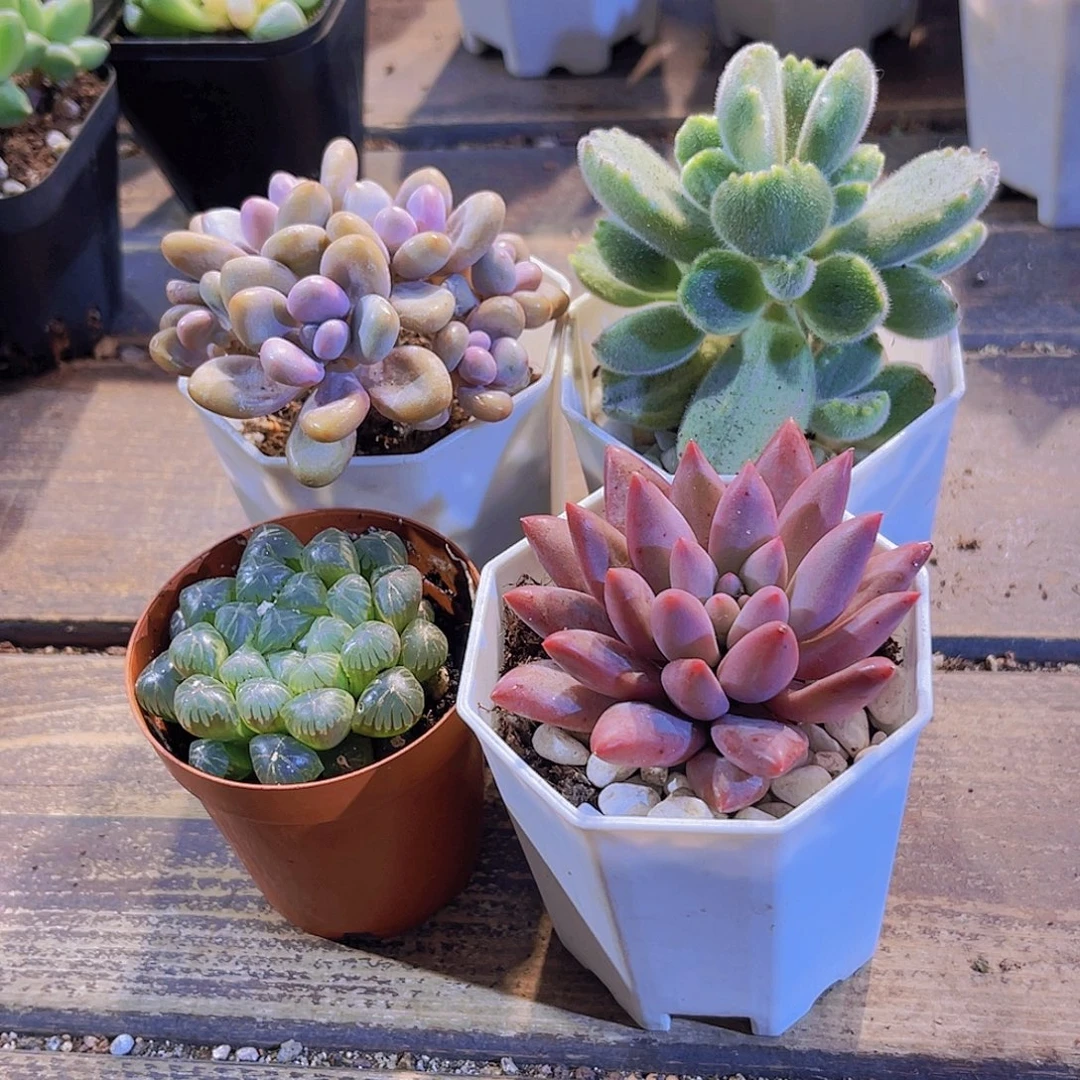 桃蛋。姬雨露。熊。蜻蜓