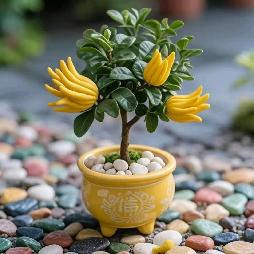 黄金. 红花 .千指 佛手老庄直播间一物一拍佛手柑