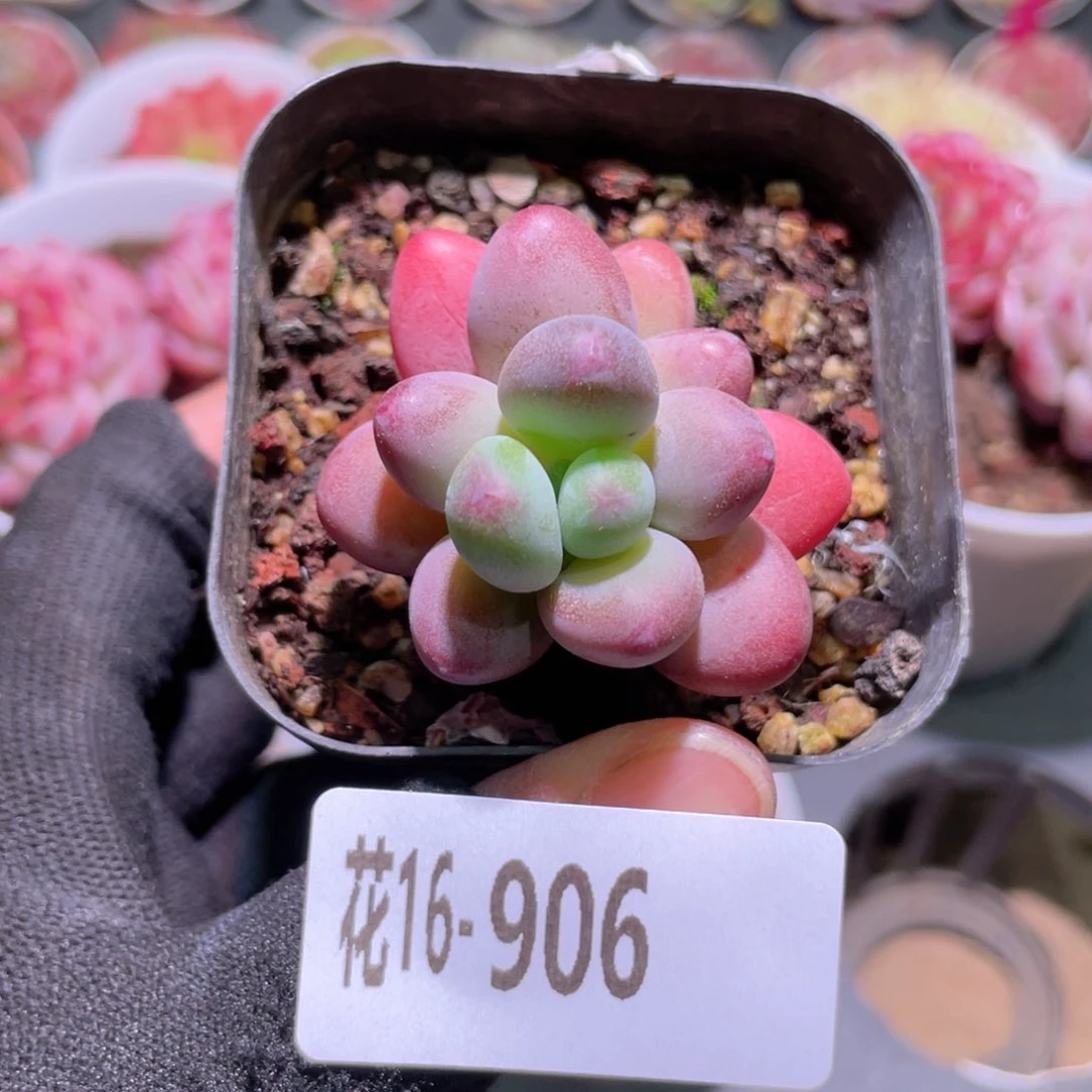 花利美16906苹果奶