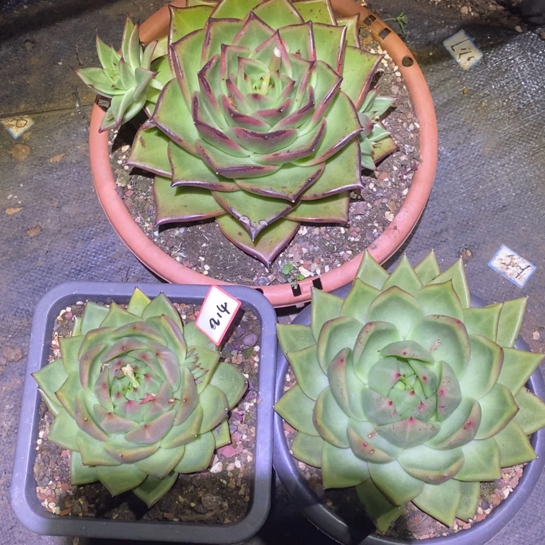 福利东云大漏a14