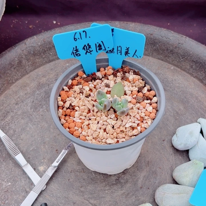 信***阁邀月美人多肉植物