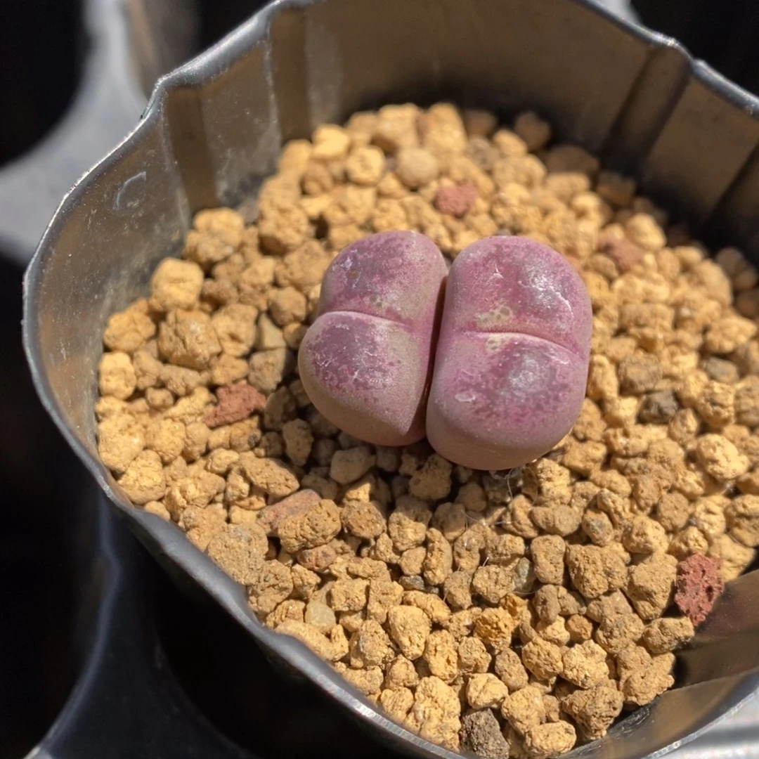 多肉植物肉锥杂交K-3321 晒伤