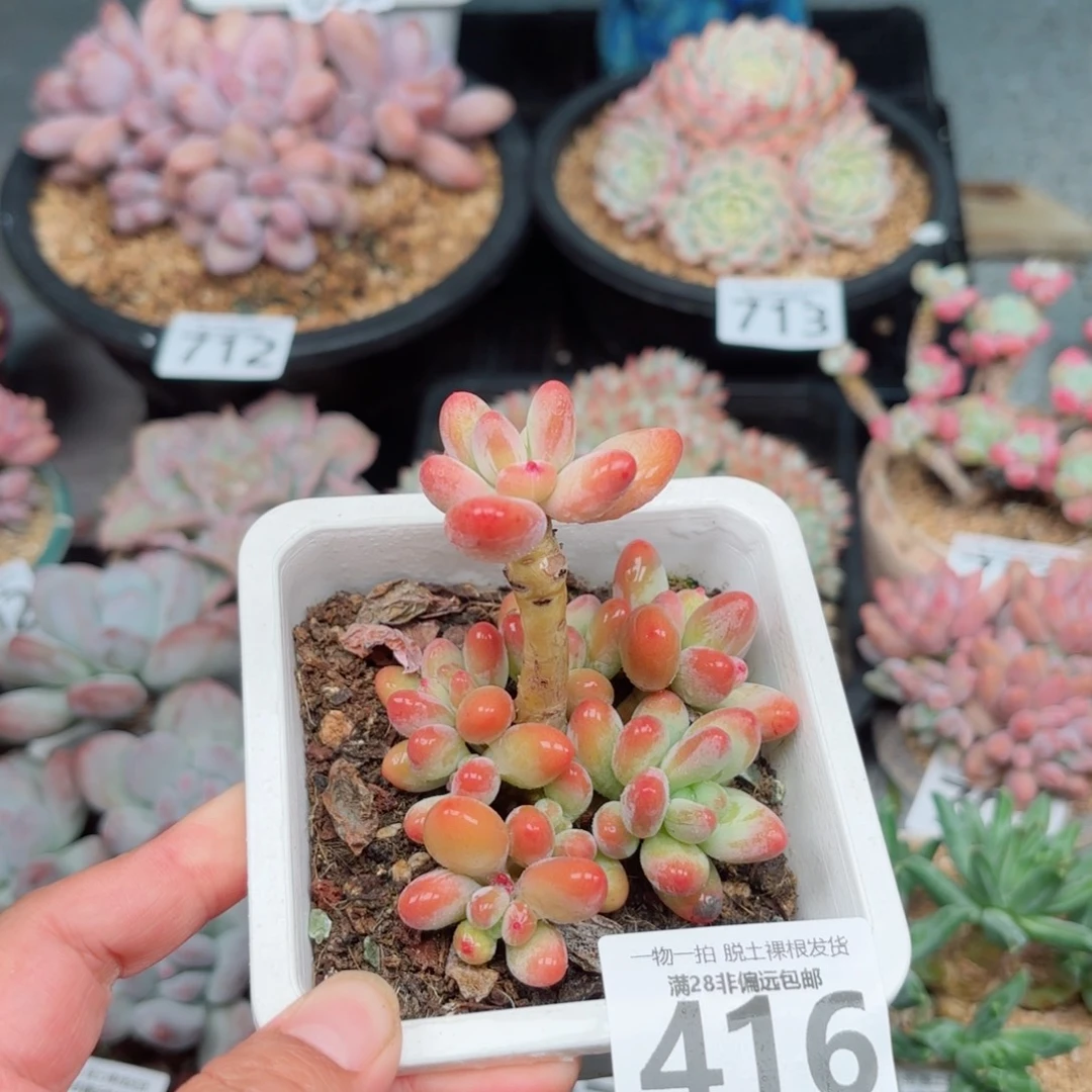 樱花奶整群无盆土发货