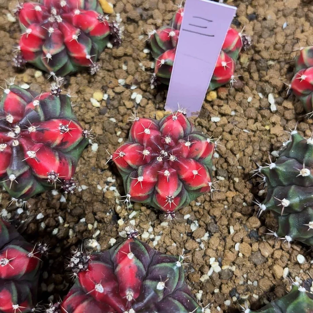 泰国米哈111-0217