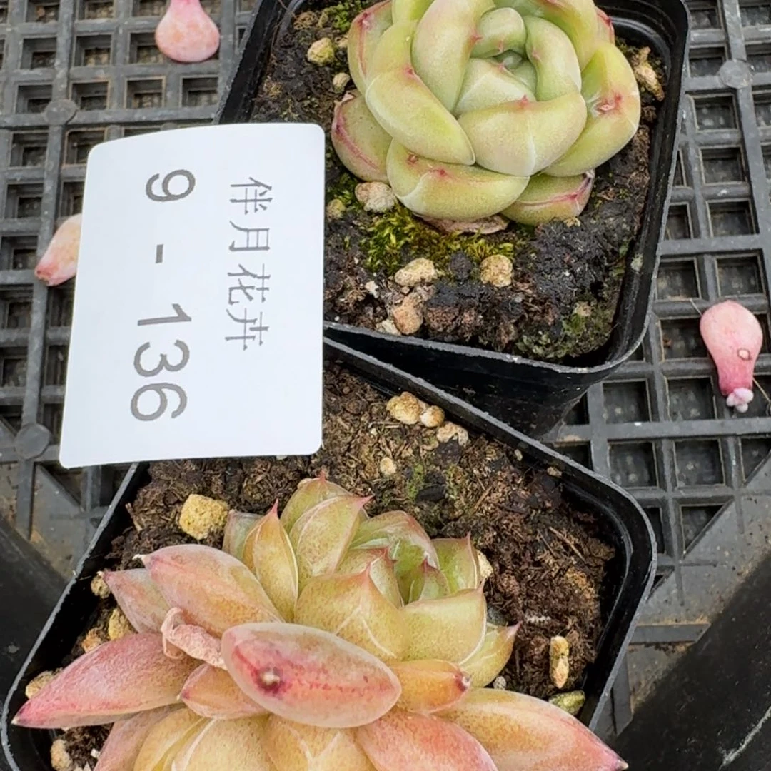 下播福利9-136皮艾拉单头+翡翠群