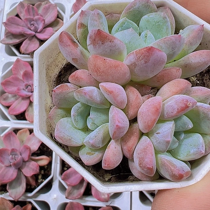 k18群19包邮多肉植物