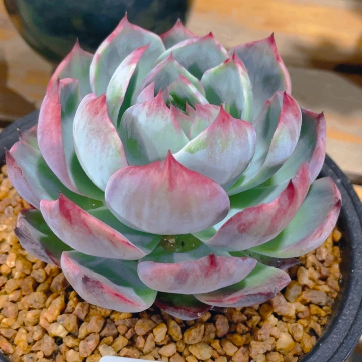 谢谢你的支持000000240