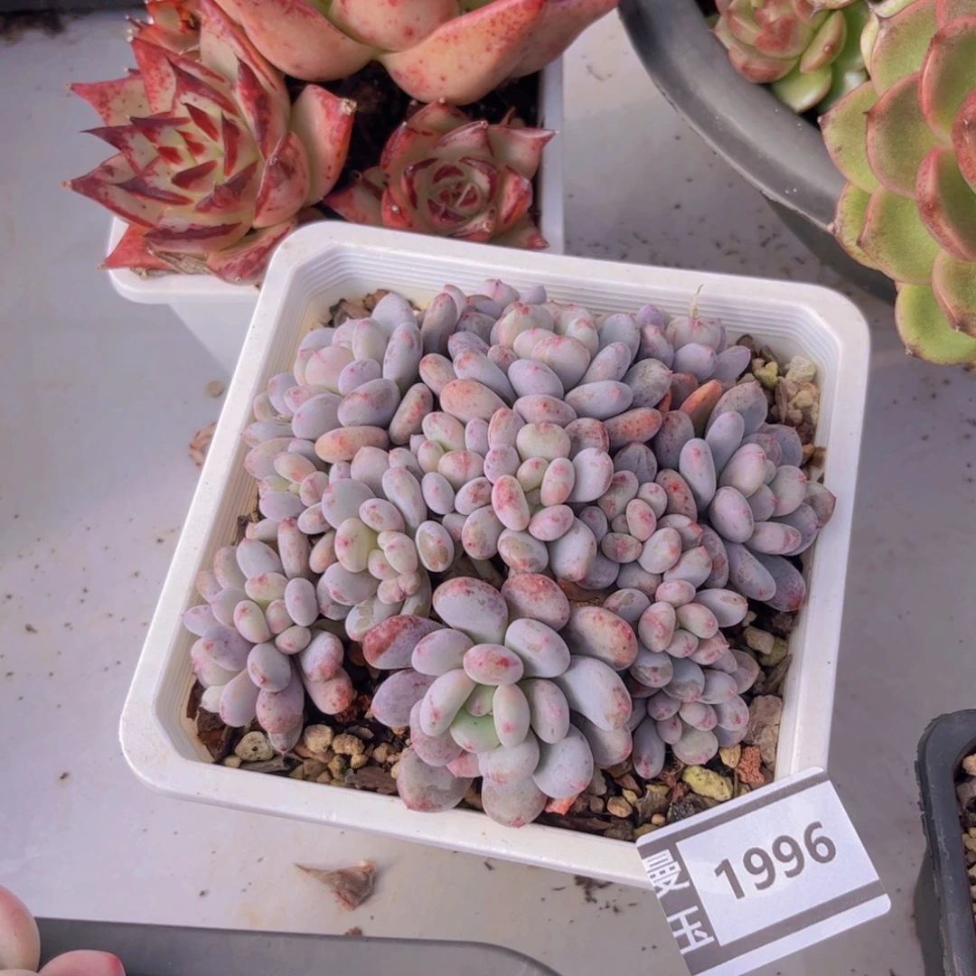 香香雪多肉植物1996