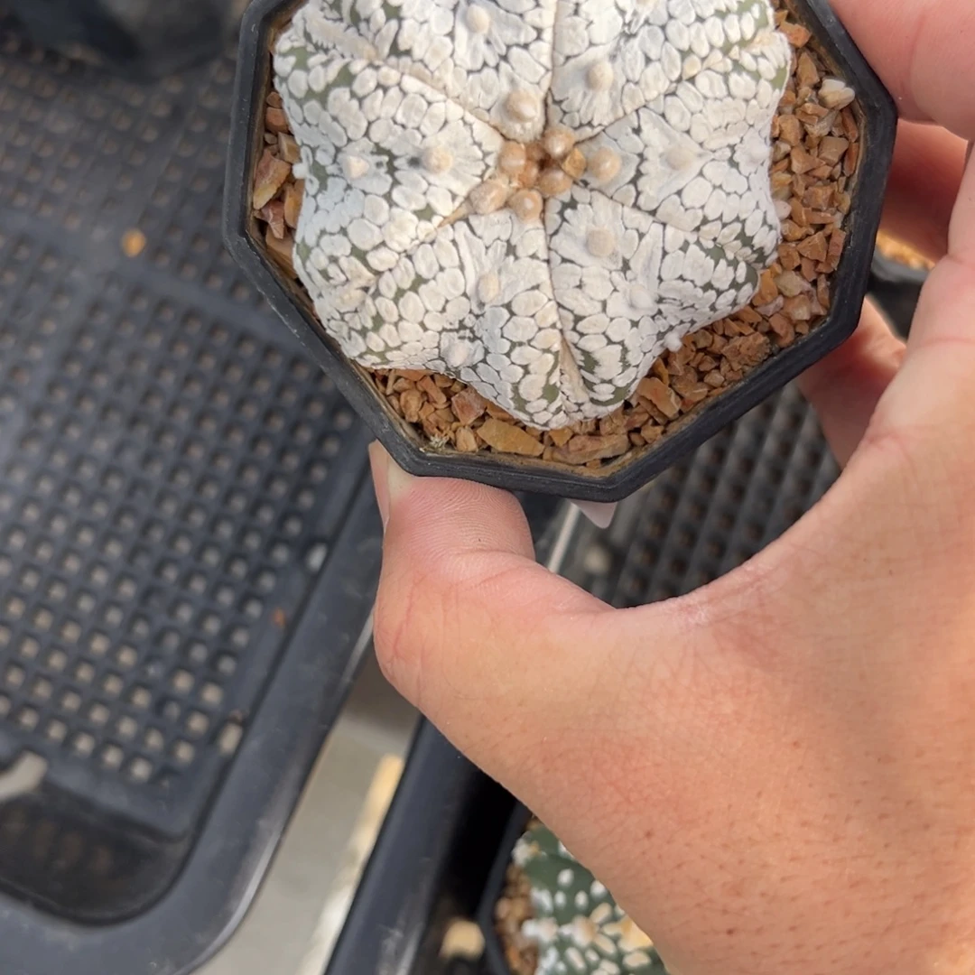 j***tA202号兜仙人球多肉植物