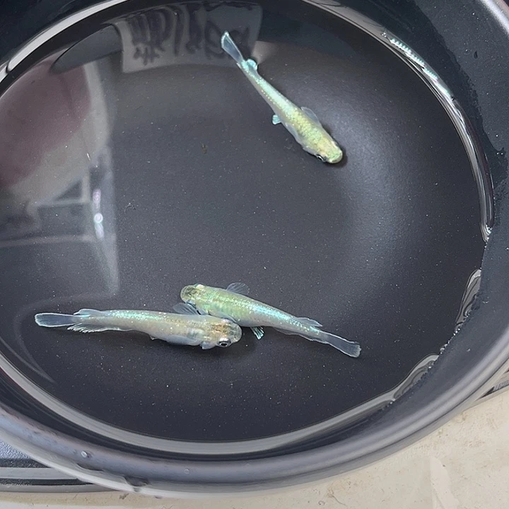 青鳉鱼祖母绿宽鳍3条65号