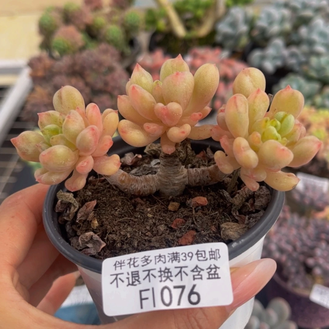 076-比尔盖茨多肉8cm