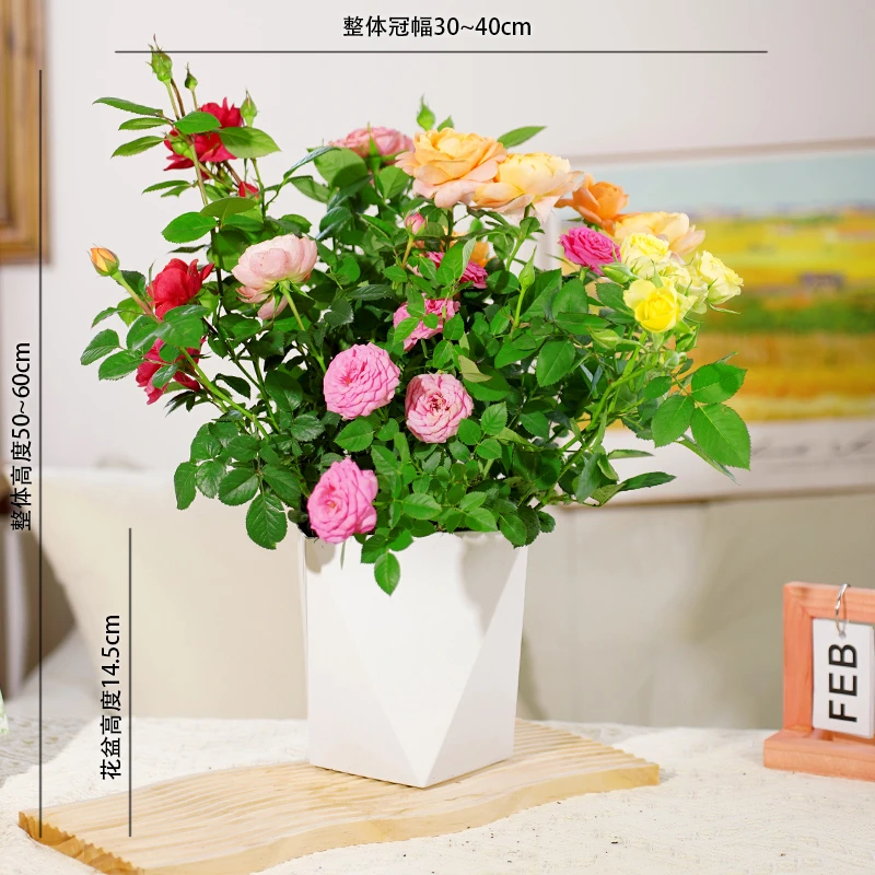 【混色多彩月季】（多个品种多枝扦插）芳香款四季开花花卉盆栽多分支