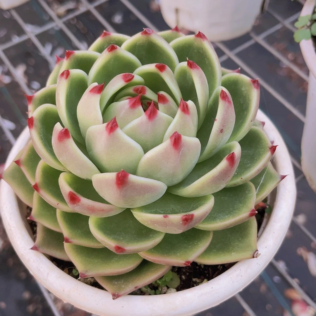 蓝龙13公分9999999999