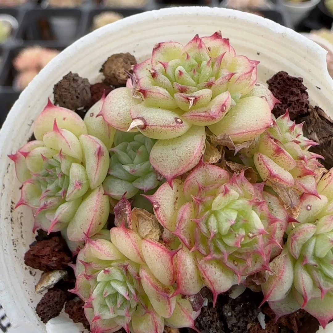 花语逸镜0130-281