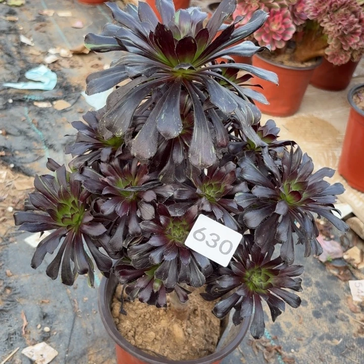 水墨丹青多肉植物不包损630