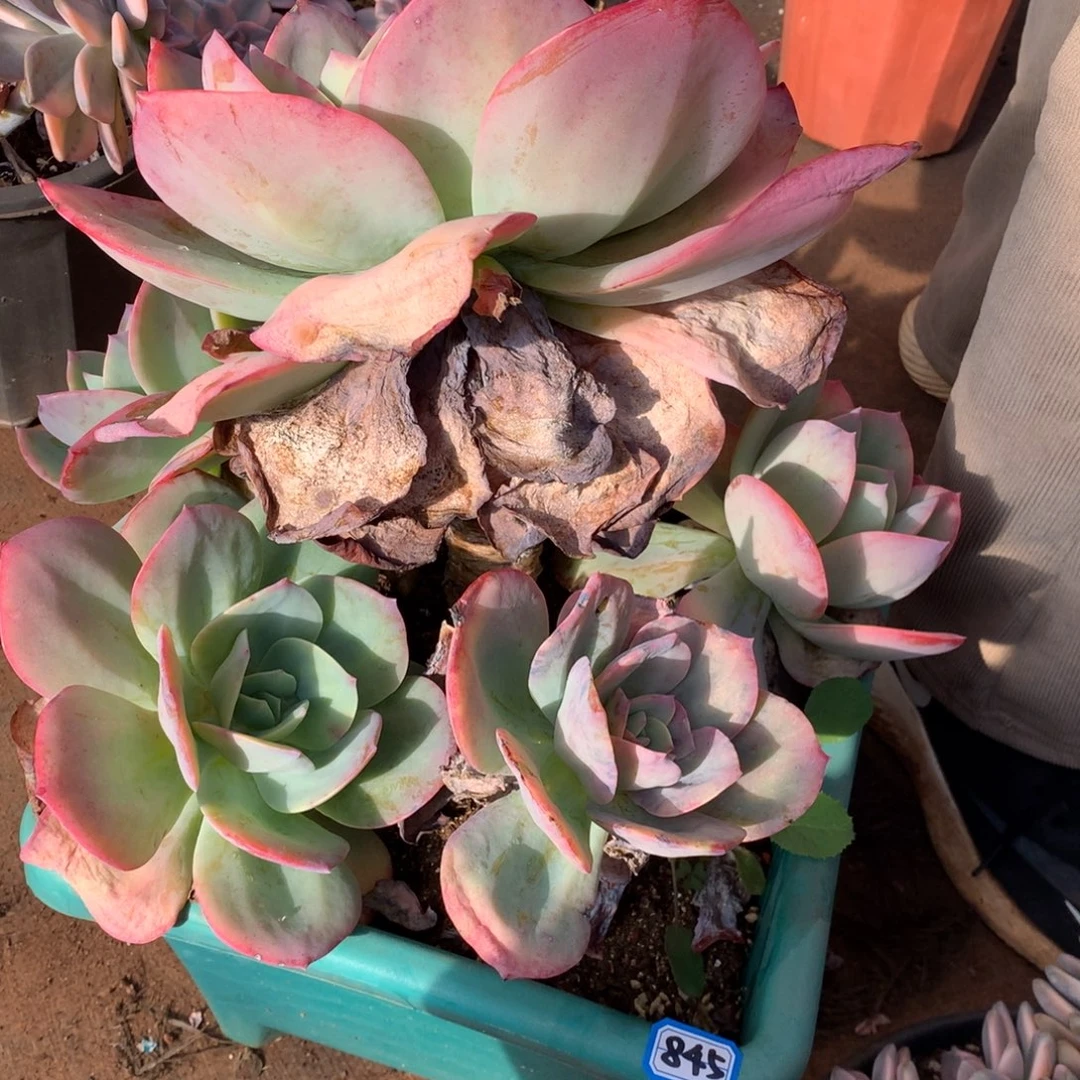 845凤 一物一拍多肉