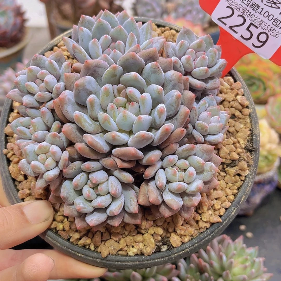 2259半夏多肉植物