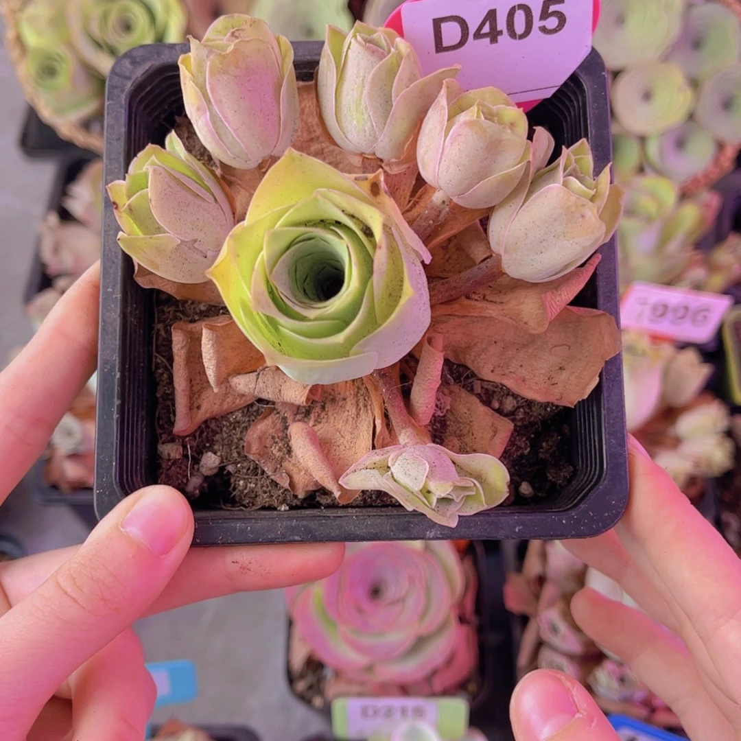 单品一物一拍405号