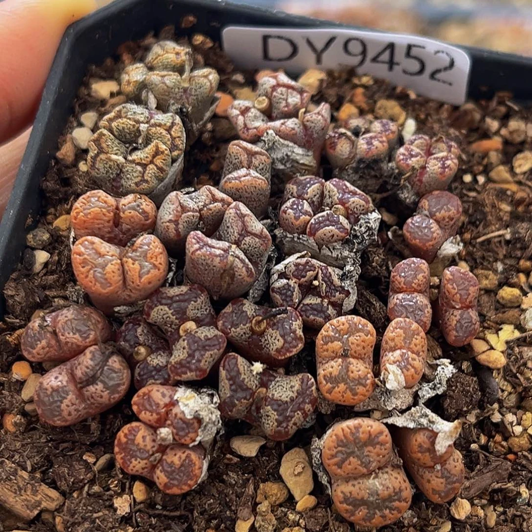 18包邮一物一拍勋章9452