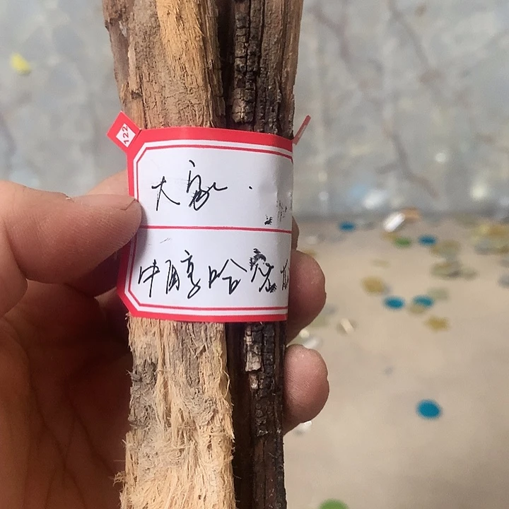 大***舍大叶紫檀（黑酸枝木类）