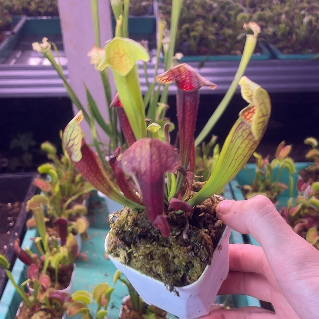 完全开放铠甲瓶子草
