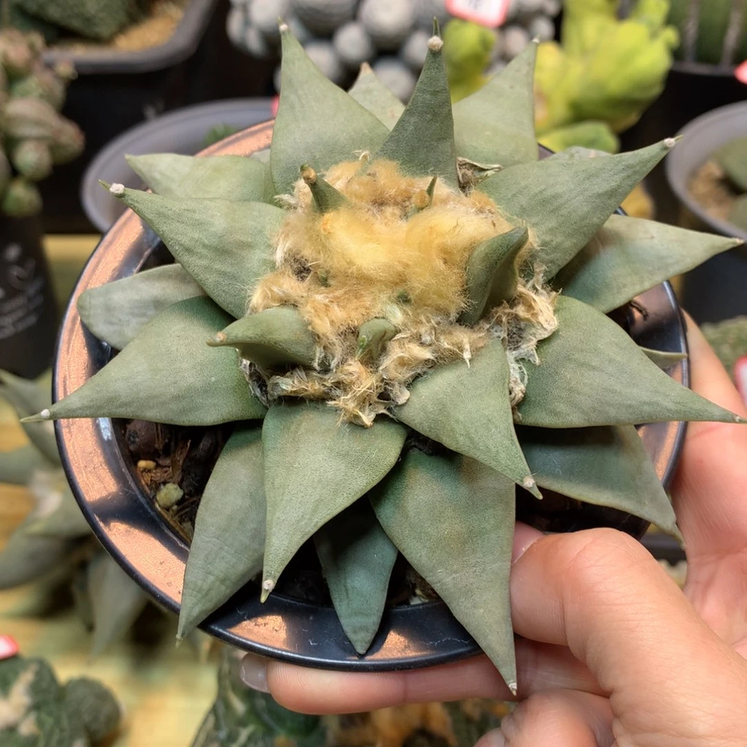 48号 实生 三角岩牡丹12.5公分