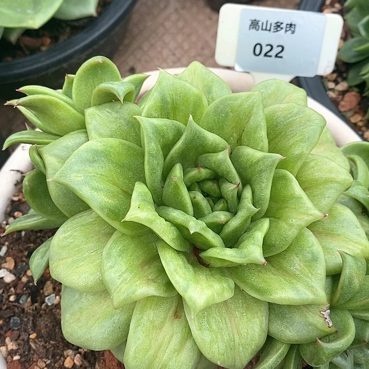 022-直播福利 蔷薇