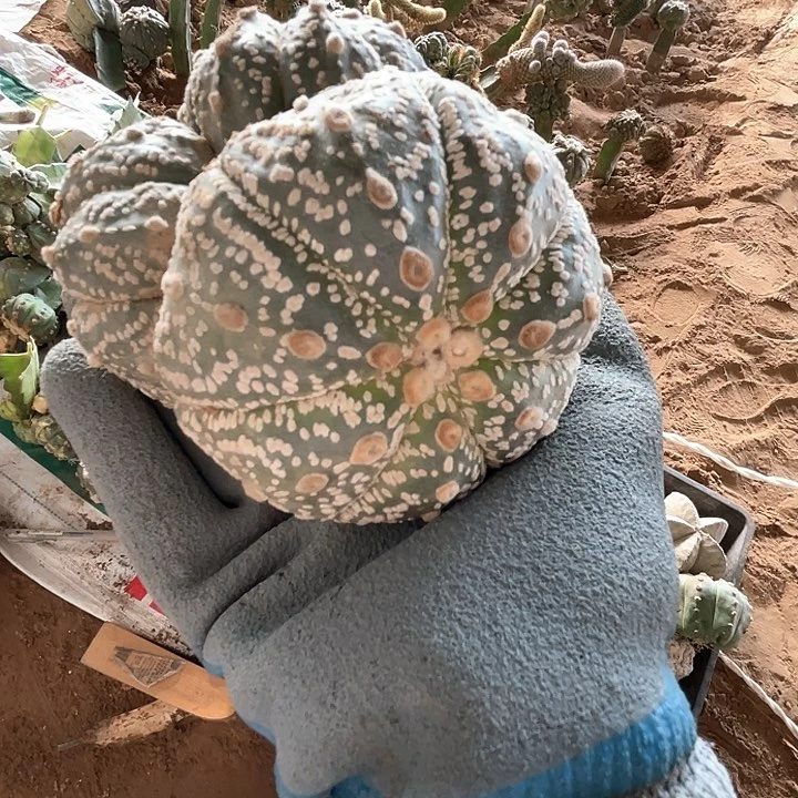 完全开放兜兜兜1