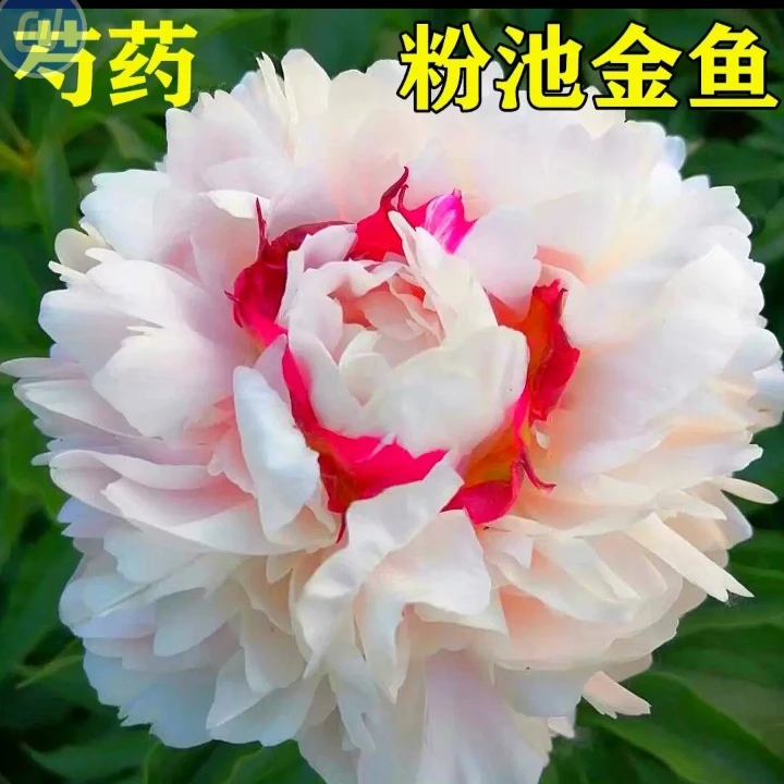 芍药花苗重瓣大花耐寒庭院植物带花芽易活种苗