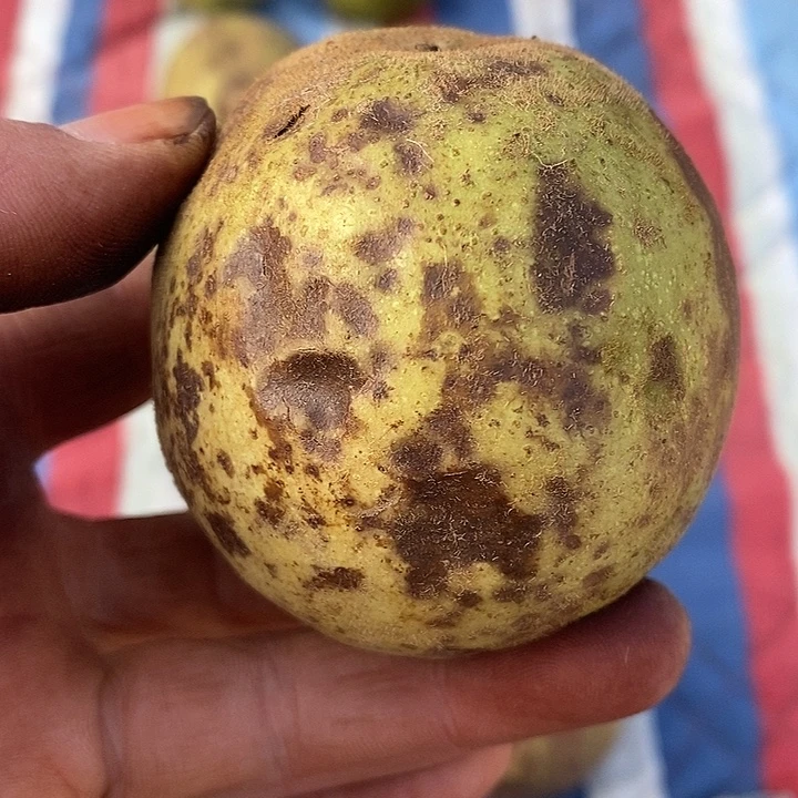 文玩核桃狮子头青皮