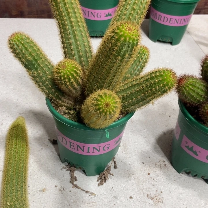 乐*乐仙人球紫水晶一物一拍