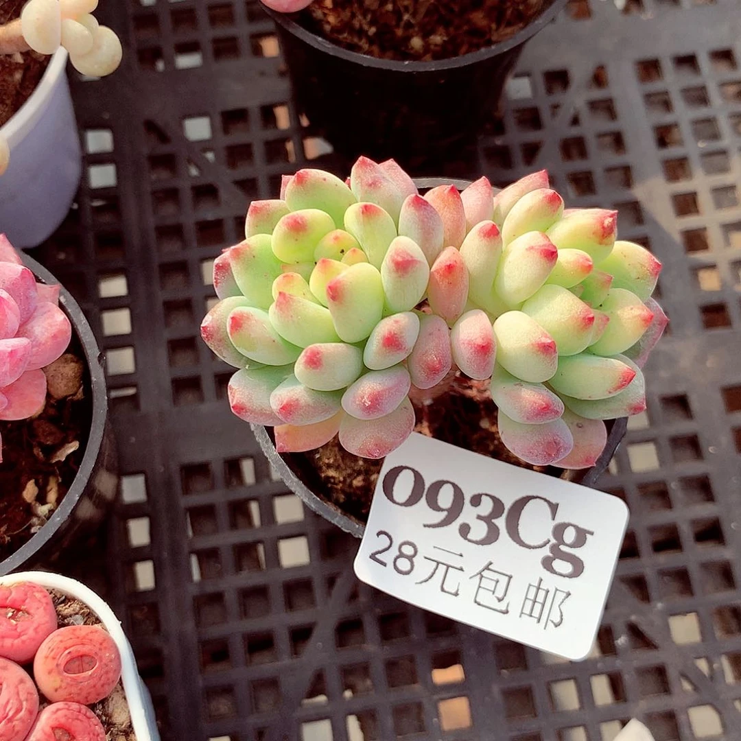 5厘米盆精控多肉093