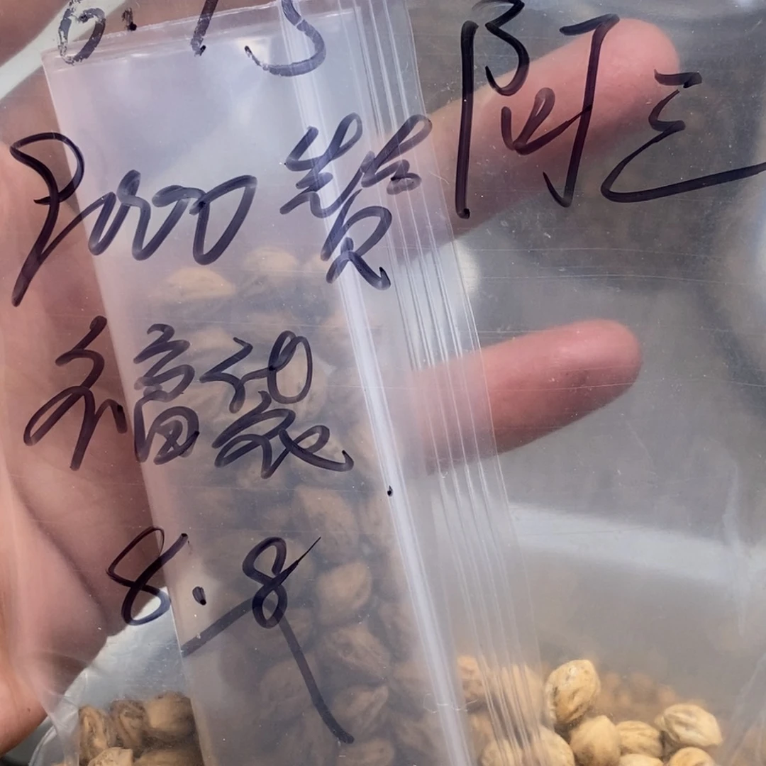 柏香籽/百香籽吊坠阿*