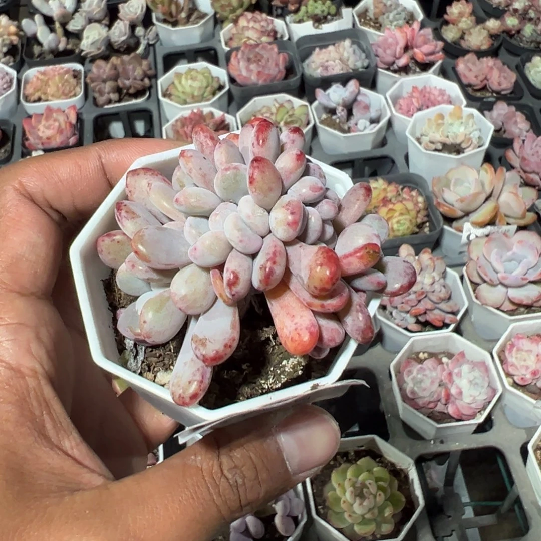 616号粉兔缀化一物一拍满18包邮