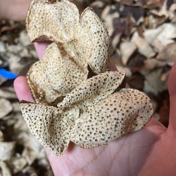 2017年天马圈枝十二年老树大红皮 老树樟香老陈香无果蒂