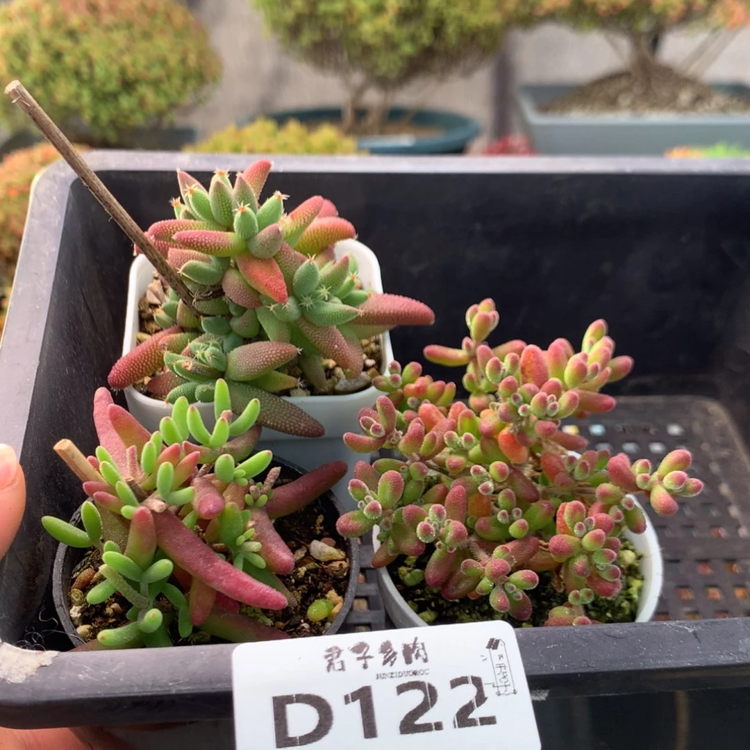 122玉米红宝石香蕉