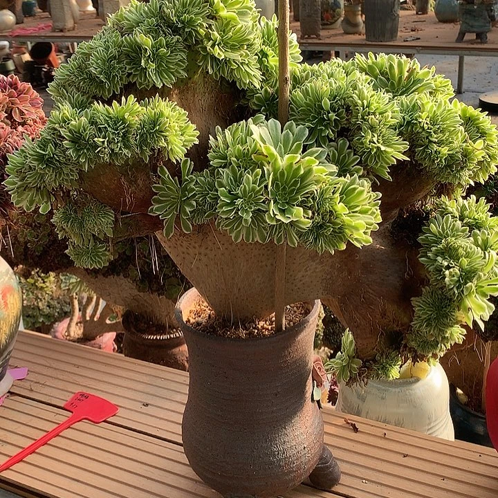 碧浪缀化脱土发货啊