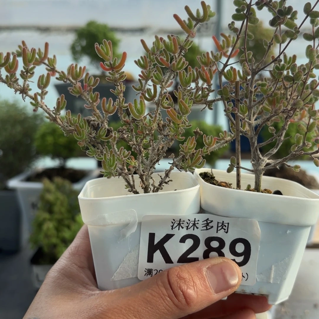 289冰川和白虎斑锦