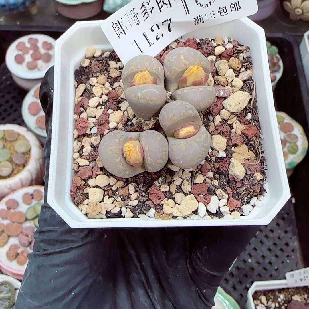 生石花满18包邮1127-169