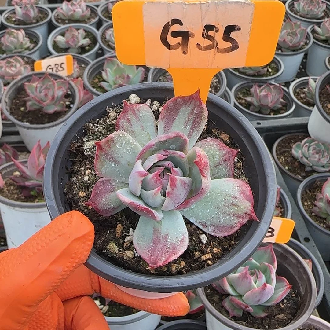 茶*G55惊鸿单头多肉